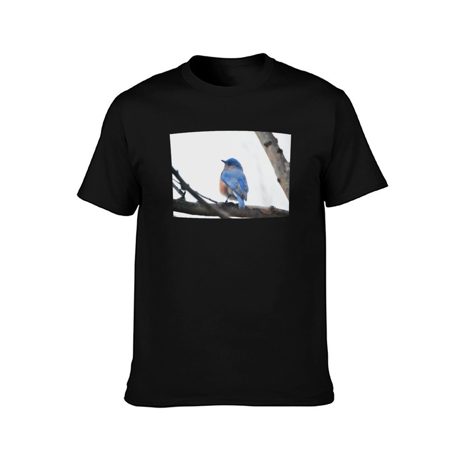 Male Eastern Bluebird Nature P - Photography Training 评论和价格